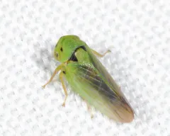 Macropsis notata thumbnail 2