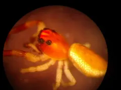 Phanias watonus thumbnail 2