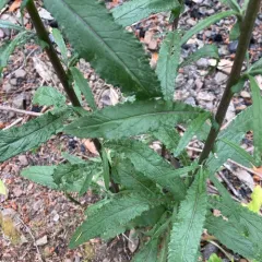 coastal burnweed thumbnail 3