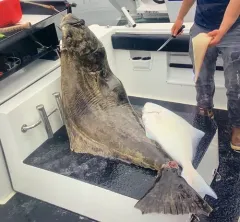 Pacific Halibut thumbnail 4
