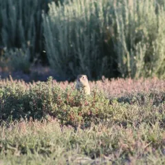 Wyoming Ground Squirrel thumbnail 4