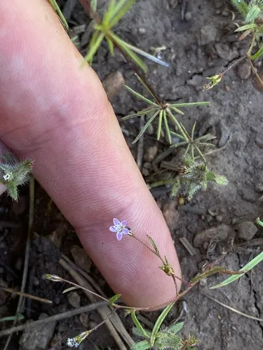 Miniature Gilia
