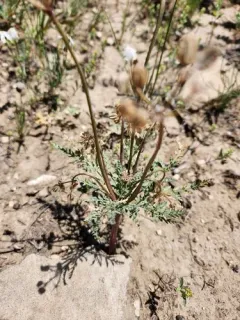 Longstalk Springparsley thumbnail 3