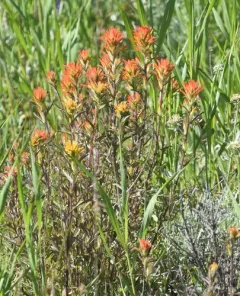 Peck's Paintbrush thumbnail 2