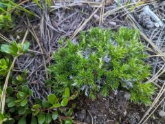 carpet phlox thumbnail 4