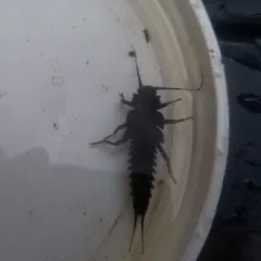 Knobbed Salmonfly thumbnail 2
