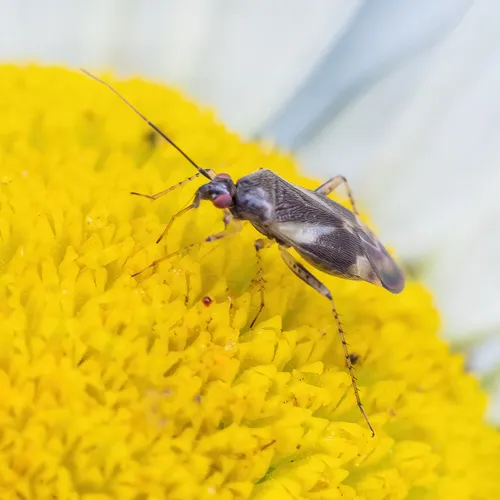 Obscure Plant Bug