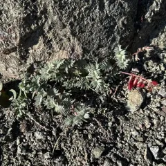 Cotton's Milkvetch thumbnail 4