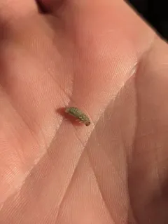 bristly rose sawfly thumbnail 4