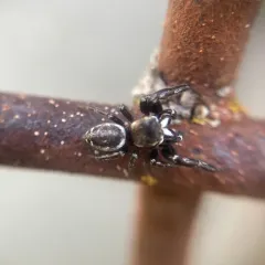 Metaphidippus manni thumbnail 3