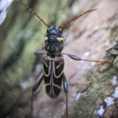 Xylotrechus convergens thumbnail 3