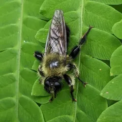 Huron Laphria thumbnail 3