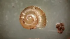 Western Flat-whorl thumbnail 2