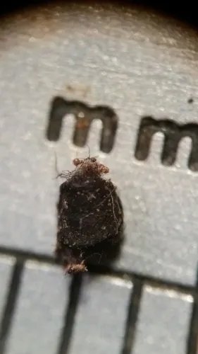 Cenococcum geophilum