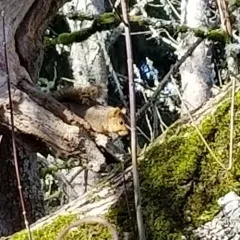 Eastern Fox Squirrel thumbnail 2