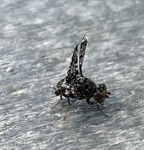 Peacock Fly