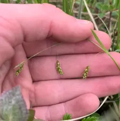 hair-like sedge thumbnail 4