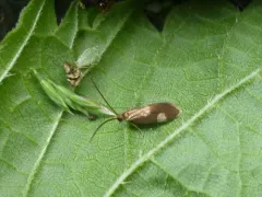 Epimartyria bimaculella thumbnail 4