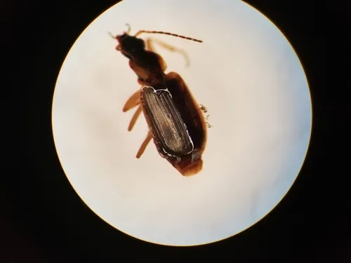 Agonum anchomenoides