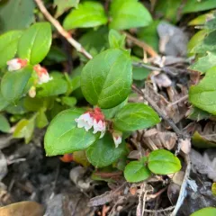 slender wintergreen thumbnail 3