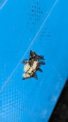 Atherix pachypus thumbnail 4