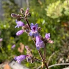 Rattan's Beardtongue thumbnail 4