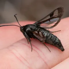 Fireweed Clearwing Moth thumbnail 4