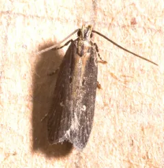 Eye-ringed Chionodes Moth thumbnail 1