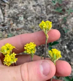 Golden Draba thumbnail 4