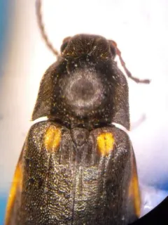 Eanus granicollis thumbnail 4
