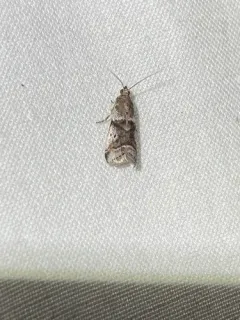 Cranberry Fruitworm Moth thumbnail 2