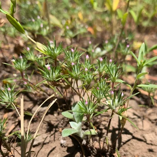 mountain navarretia