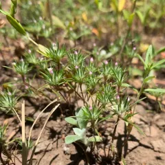 mountain navarretia thumbnail 1