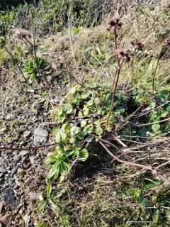 Seaside Buckwheat thumbnail 1