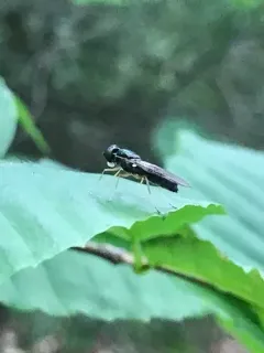 Cephalochrysa nigricornis thumbnail 2