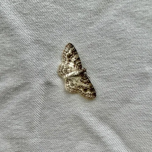 Unadorned Carpet Moth