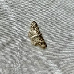 Unadorned Carpet Moth thumbnail 1
