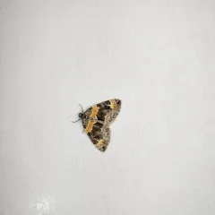 Orange-barred Carpet Moth thumbnail 4