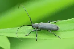 Soybean Stem Borer thumbnail 4