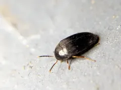 Eustrophopsis bicolor thumbnail 2
