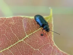 Eurypogon niger thumbnail 3
