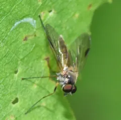Small Fleck-winged Snipefly thumbnail 3