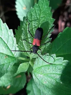 White Oak Branch Girdler thumbnail 1