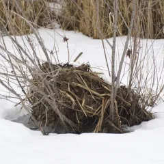 Muskrat thumbnail 3