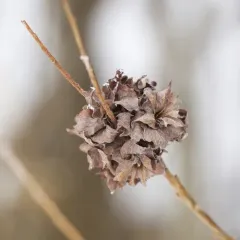 Willow Rosette Gall Midge thumbnail 2
