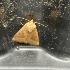 Bridled Arches Moth thumbnail 4