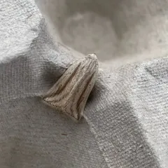 Feeble Grass Moth thumbnail 4