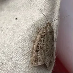 Spruce Budworm Moth thumbnail 1