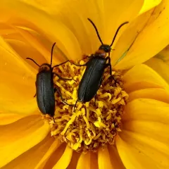 Eastern Black-headed Nemognatha thumbnail 4