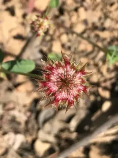 Tree Clover thumbnail 2